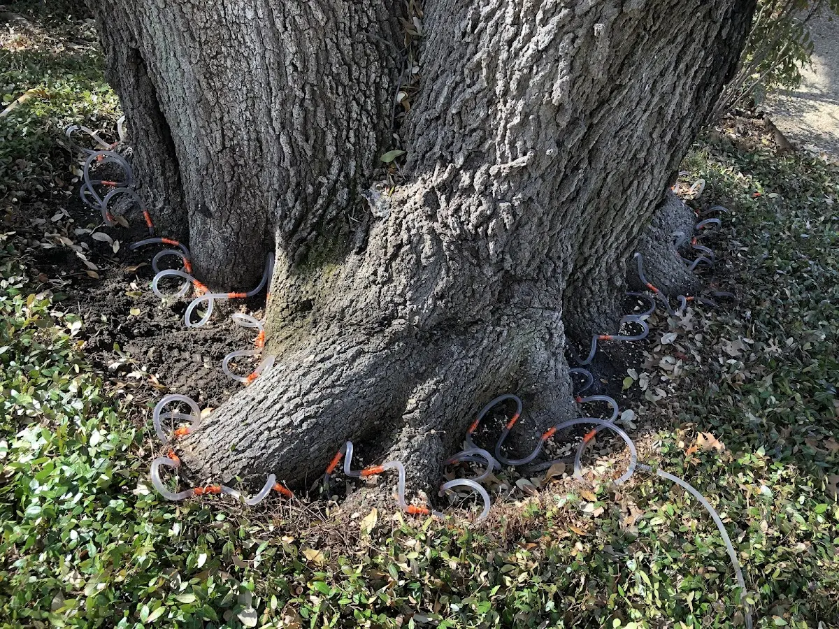 Detailed Tree Cabling and Bracing job site in Hauppauge