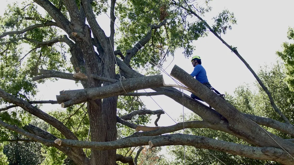 Professional Hazardous Tree Removal performed by certified arborists in Hauppauge